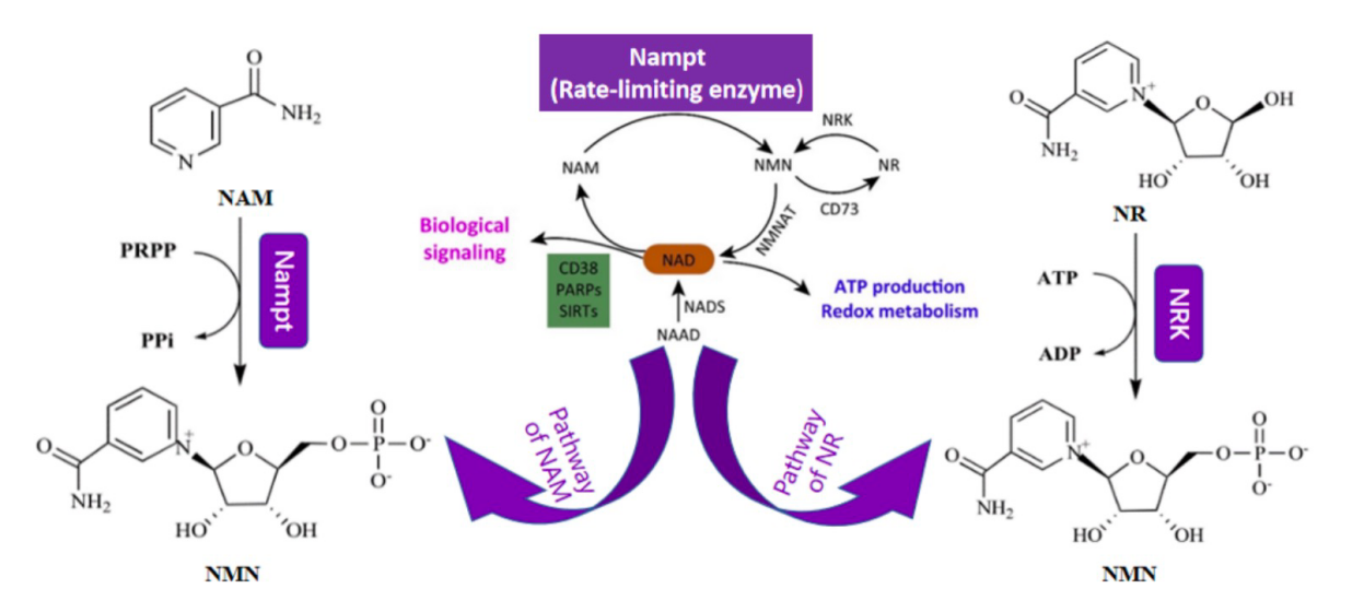 图1. NMN的生物合成途径和NMN在哺乳动物体内的补救途径