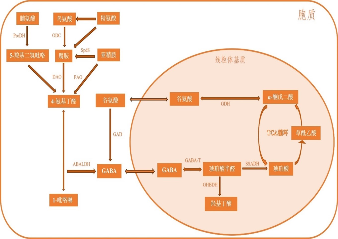 GABA合成代谢途径。