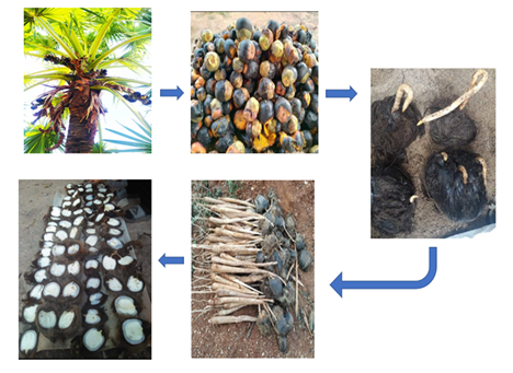 Formation of Palmyrah haustorium.