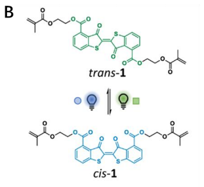 Photoisomerization of a polymerizable thioindigo  linker.