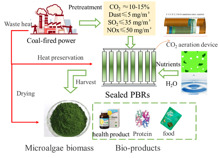 In-situ sealed route of coal-fired power plant for microalgae culture in sealed PBRs.