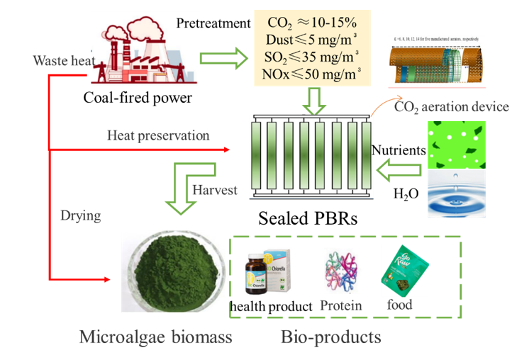 燃煤电厂烟气用于密封PBR微藻培养的原位密封路线。